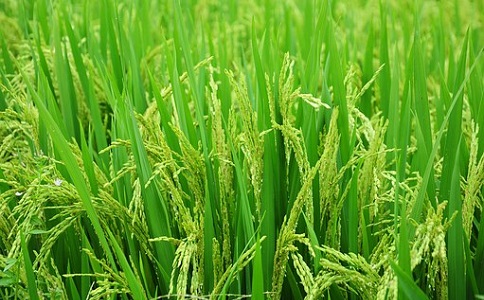 新型成人版香蕉视频推广应用前景