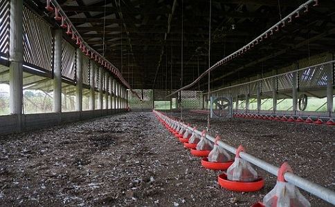 鸡粪发酵成人版香蕉视频