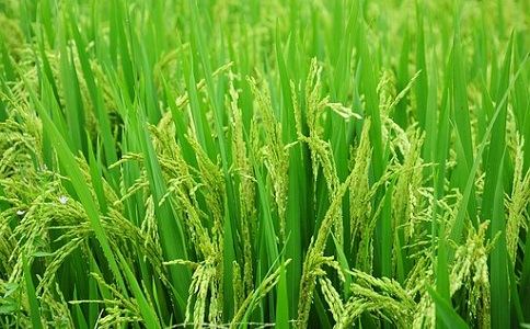 香蕉视频黄色片好处